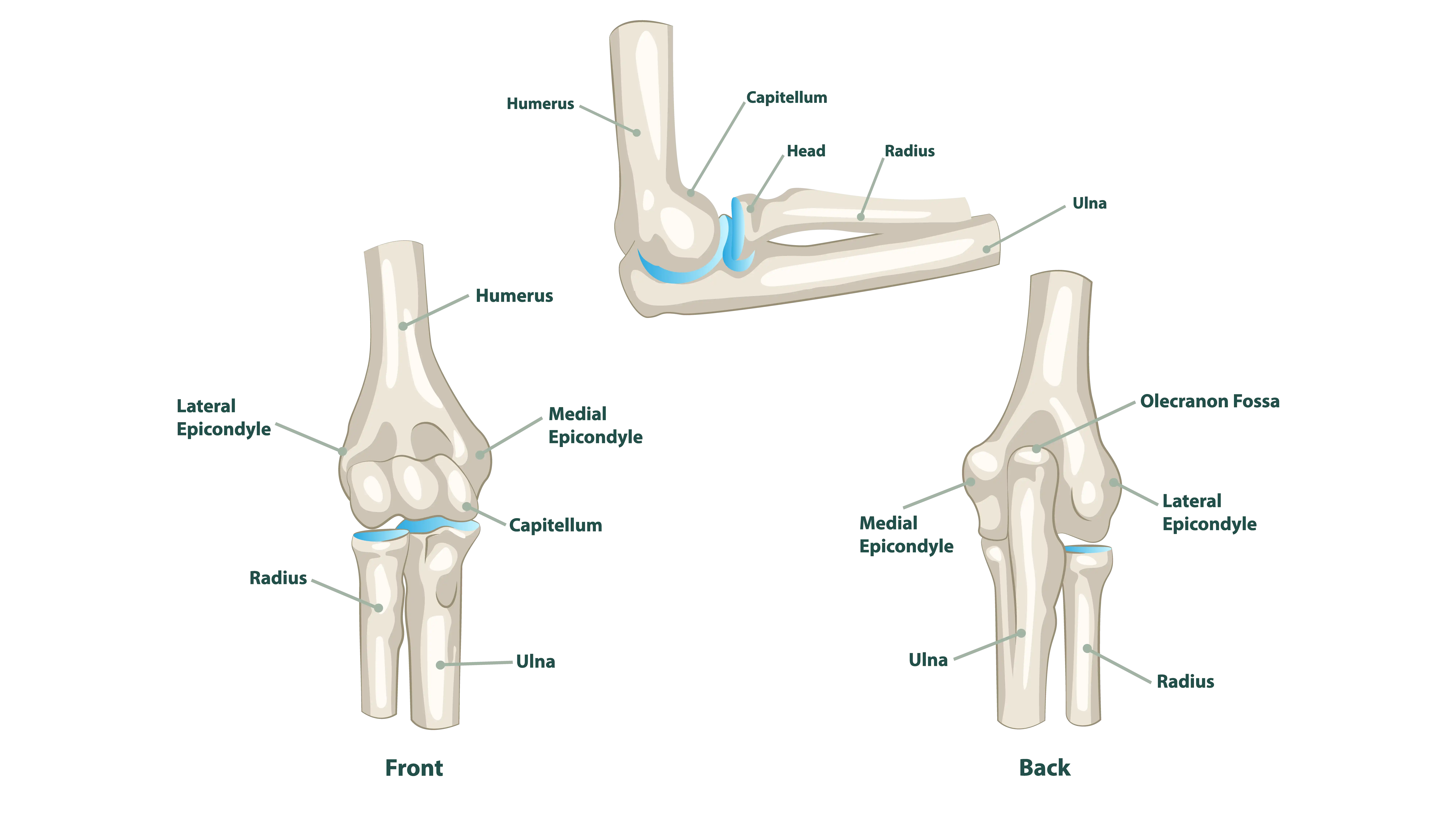 Anatomical Graphic of Elbow