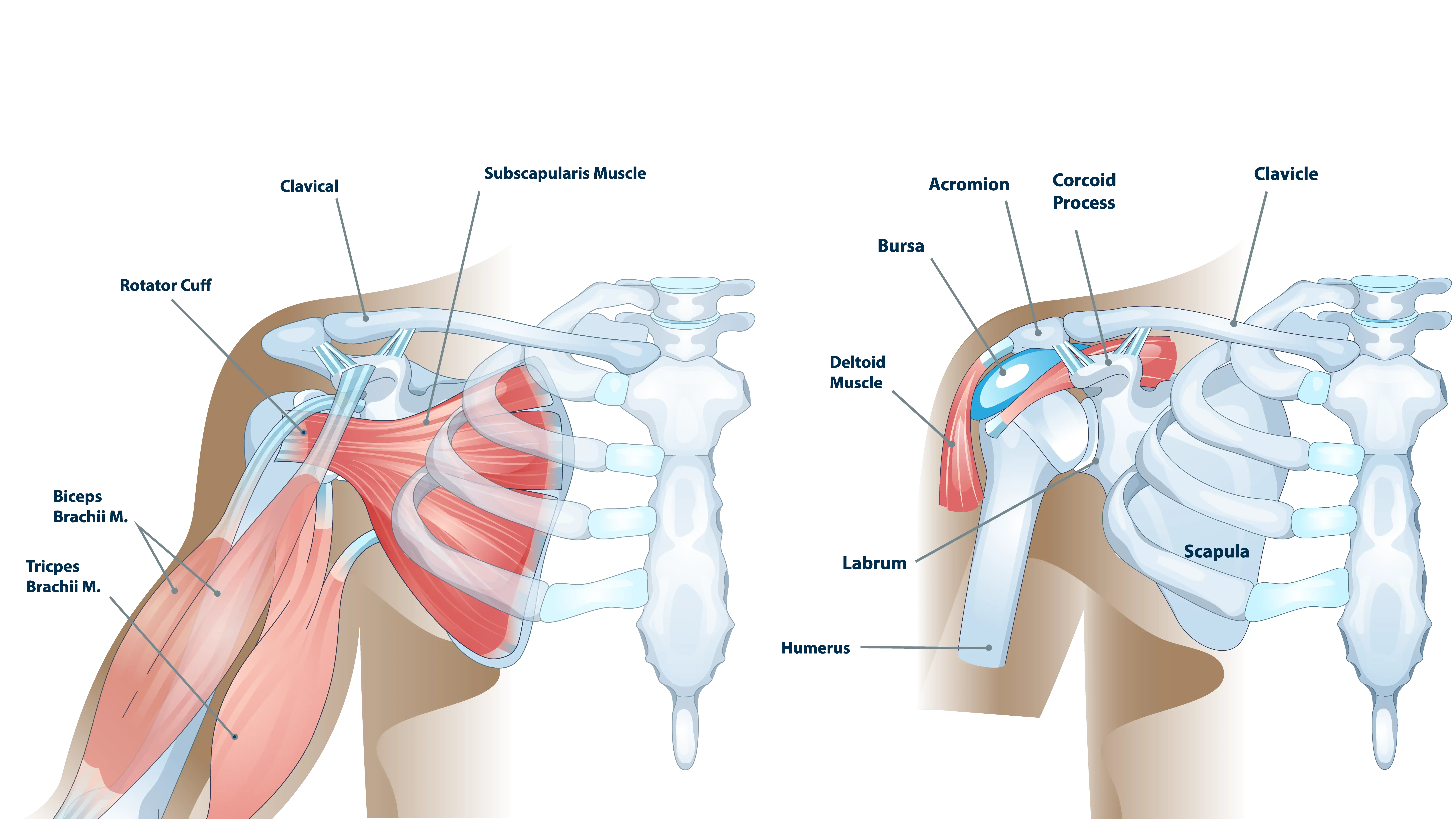 Anatomical Graphic of Shoulder