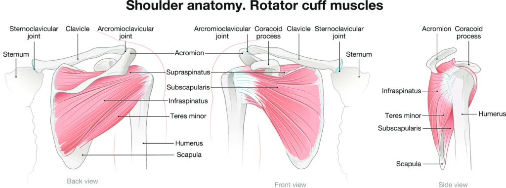 Rotator cuff muscles.