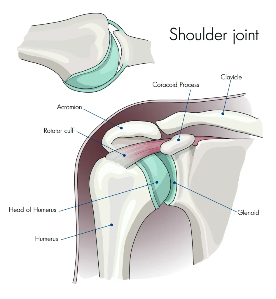 Shoulder joint anatomy diagram showing the rotator cuff, acromion, head of the humerus, and glenoid socket